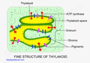 Fine Structure Of Thylakoid, Chloroplast, Granum, Sroma, - Diagram #3010978