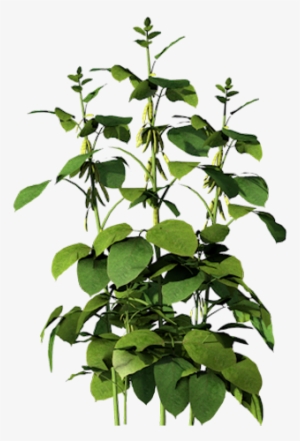 Corn Clipart Soybean Plant - Houseplant #3011046