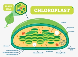 11e - Chloroplast In A Plant Cell #3011076