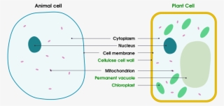 1 Basic Structure Of Animal And Plant Cells - Plant Cell And Animal Cell Simple #3011160