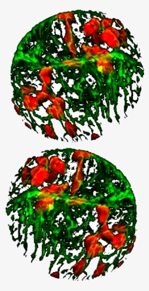 Decorative Image Of Chloroplasts And Mitochondria In - Biology #3011189