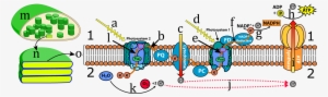 A Chloroplast, Thylakoids, And The Thylakoid Membrane - Light Reactions Quiz #3011198