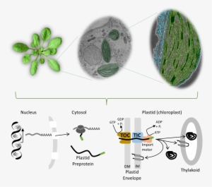 Image1 - Fig.1 #3011228
