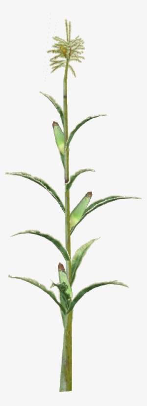 Corn Slice - Fire-star Orchid #3011288