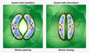 Difference Between Guard Cell And Epidermal Cell - Guard Cell #3011289