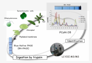 The Technology To Analyze The Function Of Chloroplast - Diagram #3011386
