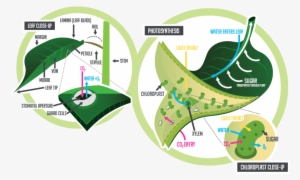 #4 Photosynthesis - Leafblade In Photosynthesis #3011405