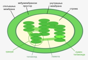 Chloroplasts - Thylakoid Space In Chloroplast #3011502