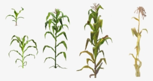 Pin Corn Plant Clipart - Corn Plant Png #3011525
