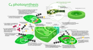 C4 Photosynthesis #3011579