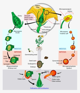 Corn Plant Diagram - Relationships Among Structures Of Flowers Fruits And #3011642