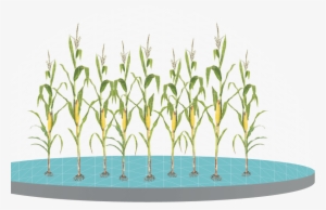 Control Weeds With Glyphosate Applications - Sweet Grass #3011704