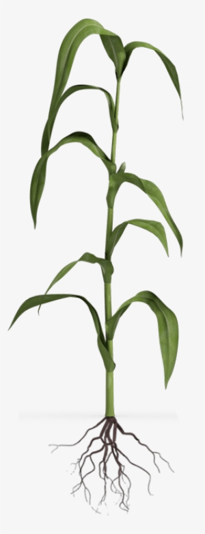 Vegetative - Grass #3011807