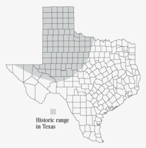 Distribution Of The Black-footed Ferret - Black Capped Vireo Range #3012456