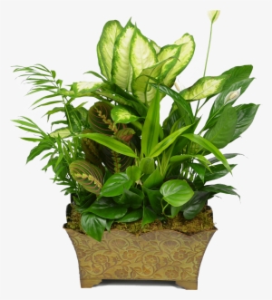 Classic Dish Garden - Garden #3014253