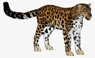 Leopardamur Slice - Zoo Tycoon 2 Arabian Leopard #3014852