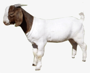 Free Png Goat Png Images Transparent - Goat Png #3015121