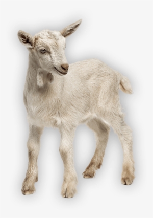 Antahi Trust Tuber Lamb - Stock Photography #3015312