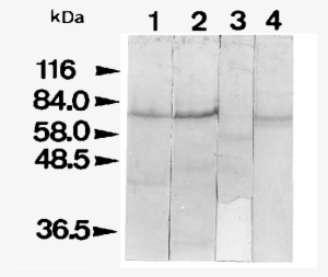 Western Blot Of Archaea - Paper #3017504