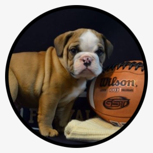 7 Mascots To Follow On Social Media - Boston University #3017533