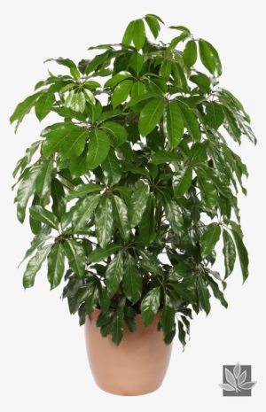 Shefalera Plant Photos - Schefflera Actinophylla Png #3017930