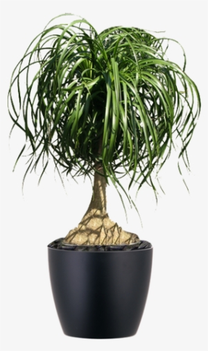 Plant In Black Container Beacarnea Recurvata Ponytail - Pony Tail Plant Png #3017951