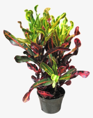 Tropical Indoor Office Plants, Indoor Plants, Croton - Hirt's Gardens Mamey Croton - 6" Pot - Colorful House #3018051 Tropical Indoor Office Plants, Indoor Plants, Croton - Hirt's Gardens Mamey Croton - 6" Pot - Colorful House #3018051