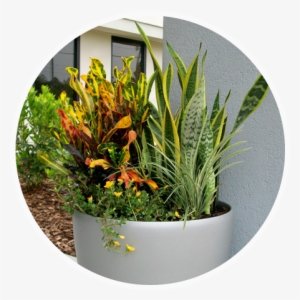 Phone Plant-benefit - Flowerpot #3018057