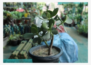 Plants For Office Desk - Flowerpot #3018088