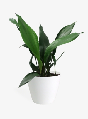 Aspidistra Large - Aspidistra #3018117