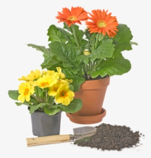 Throughout The Year We Carry A Wide Variety Of Green - Garden Design #3018241