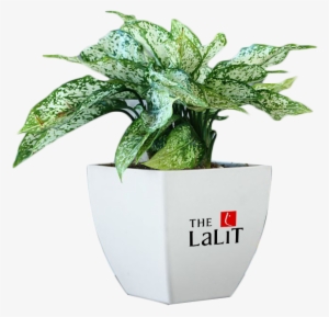 Gift Serene Plants With Corporate Imprinted Vase - Plants For Corporate Gifts #3018525