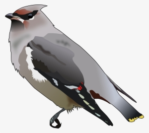 Big Image - Bohemian Waxwing Png #3018619