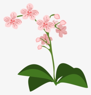 Png Medium - Orchidee Clipart #3018681