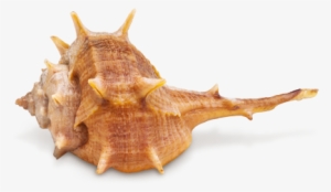 Seasnail - Snail Sea #3019137