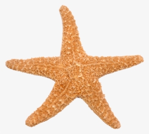 Si La Estrella De Mar Pierde Uno De Sus Brazos, No - Estrella De Mar Png #3019162