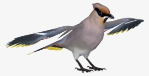 Bohemian Waxwing #3019364