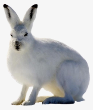 Arctic Hare No Background #3020252