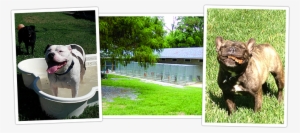 Dog Boarding Dogs Day Inn Richmond Va - Havana Brown #3022185