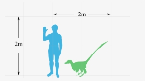 800px Vraptor Scale Svg - Velociraptor Scale #3024329
