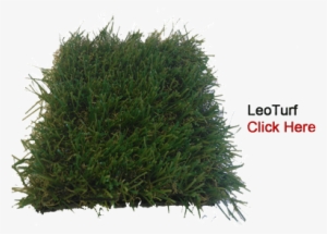 Leoturf-cutout - Lodgepole Pine #3024802