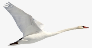Swan Energy Ltd - Swan In Flight Png #3026665