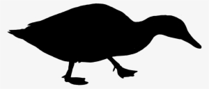 Duck Water Bird Silhouette - Poultry #3026802