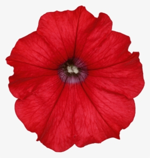 Surfinia® Trailing Red - Surfinia #3027098