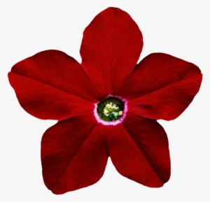 Petunia Png Pic - Flower #3027123
