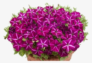 Petunia Gioconda Purple/white - Internet #3027201