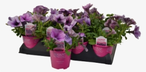 4″ Wave Petunia - Sweet Pea #3027263