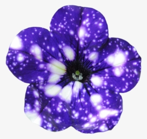 “night Sky Petunia - Night Sky Flowers #3027287
