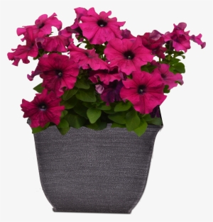 New 8" Container W Petunia - Periwinkle #3027345