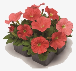 Petunia #3027447